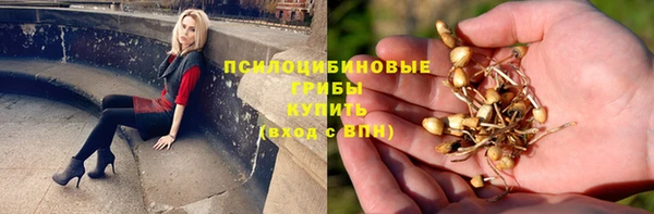 прущие грибы Вяземский